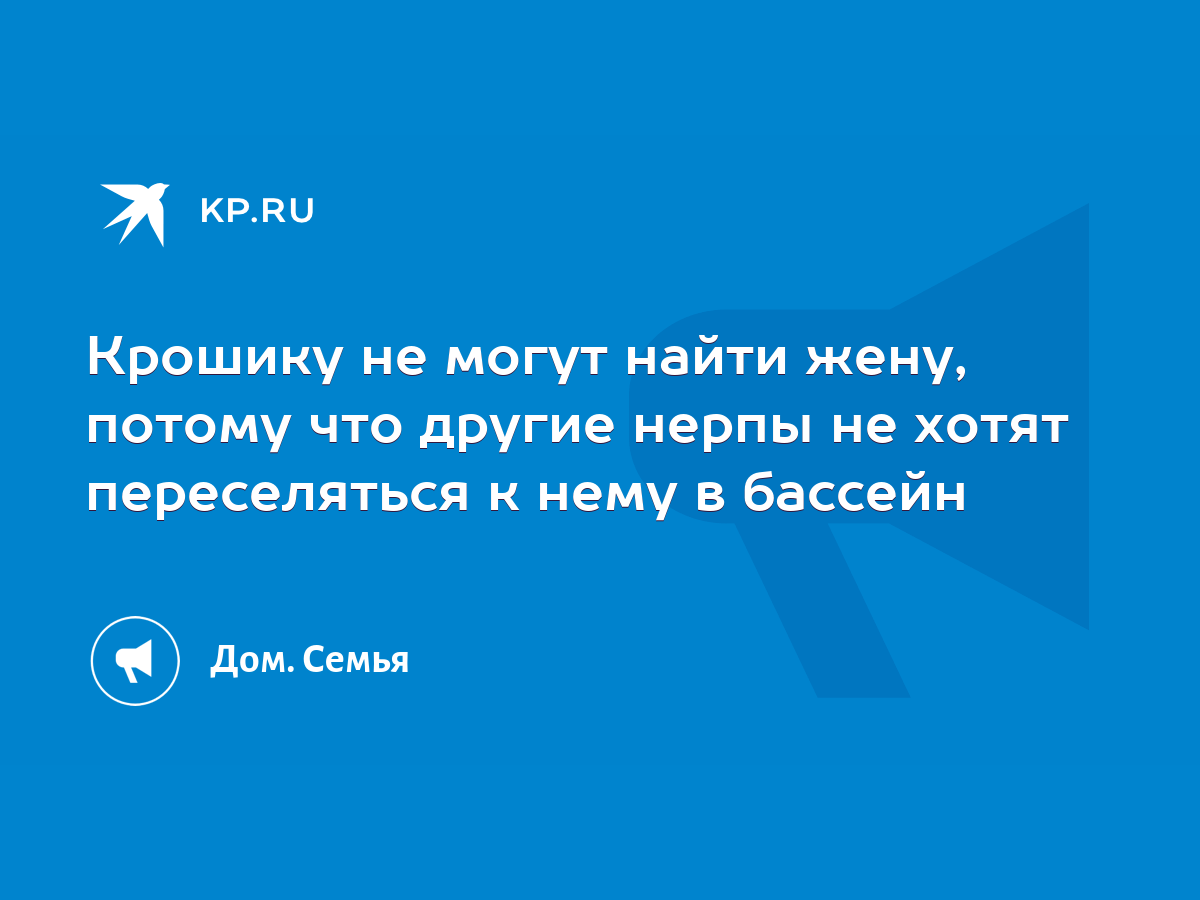 Крошику не могут найти жену, потому что другие нерпы не хотят переселяться  к нему в бассейн - KP.RU