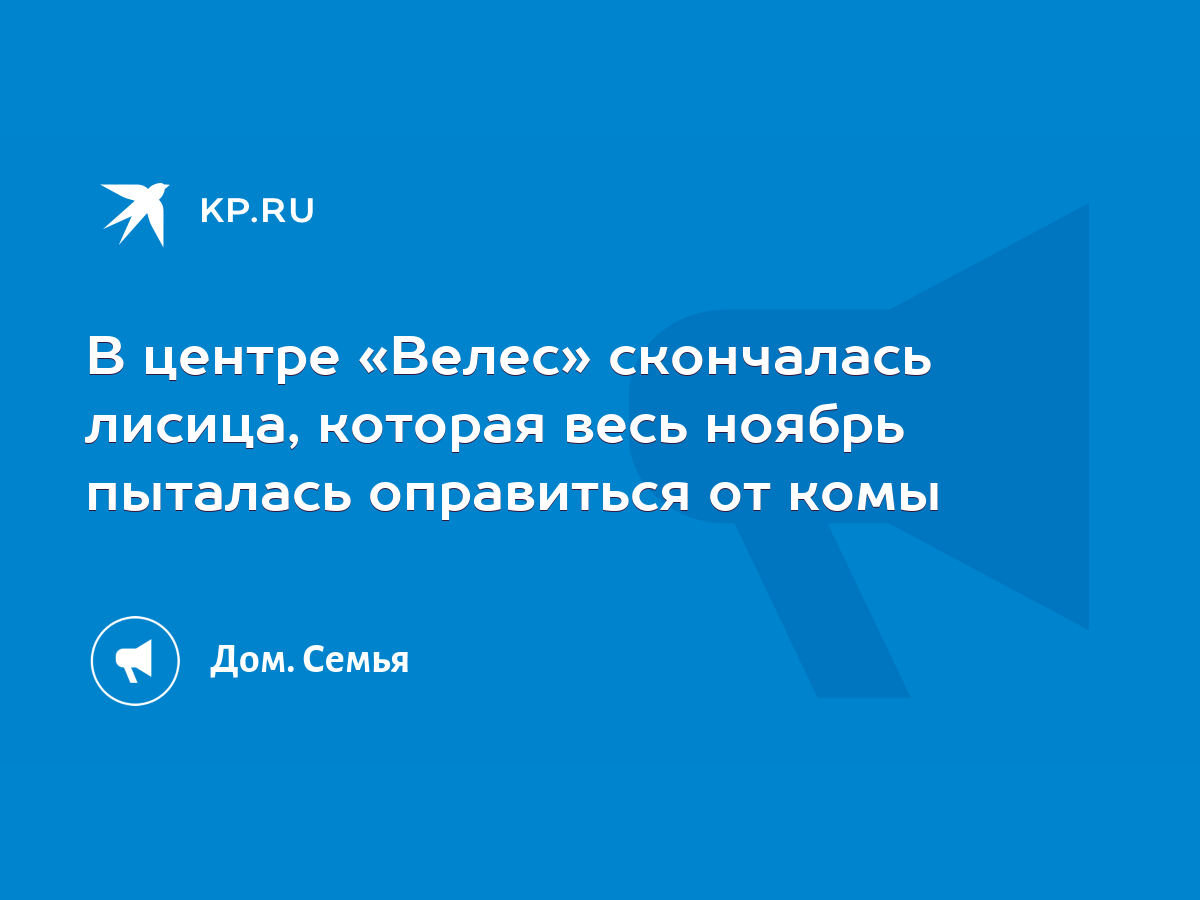 В центре «Велес» скончалась лисица, которая весь ноябрь пыталась оправиться  от комы - KP.RU