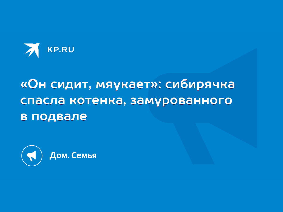 Он сидит, мяукает»: сибирячка спасла котенка, замурованного в подвале -  KP.RU