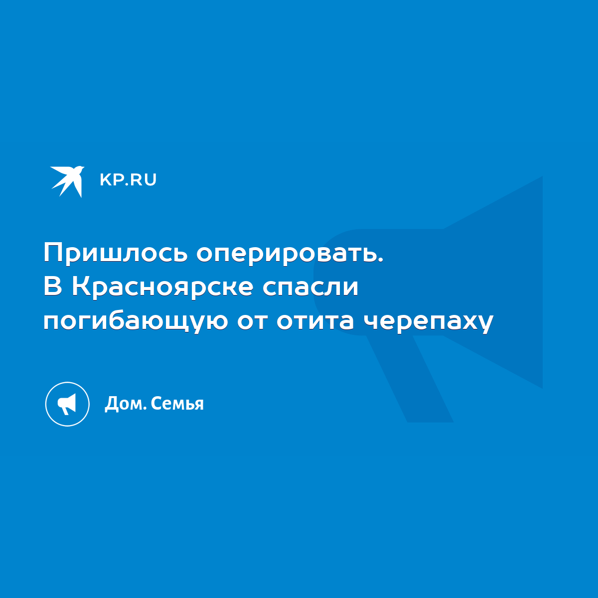 Пришлось оперировать. В Красноярске спасли погибающую от отита черепаху -  KP.RU