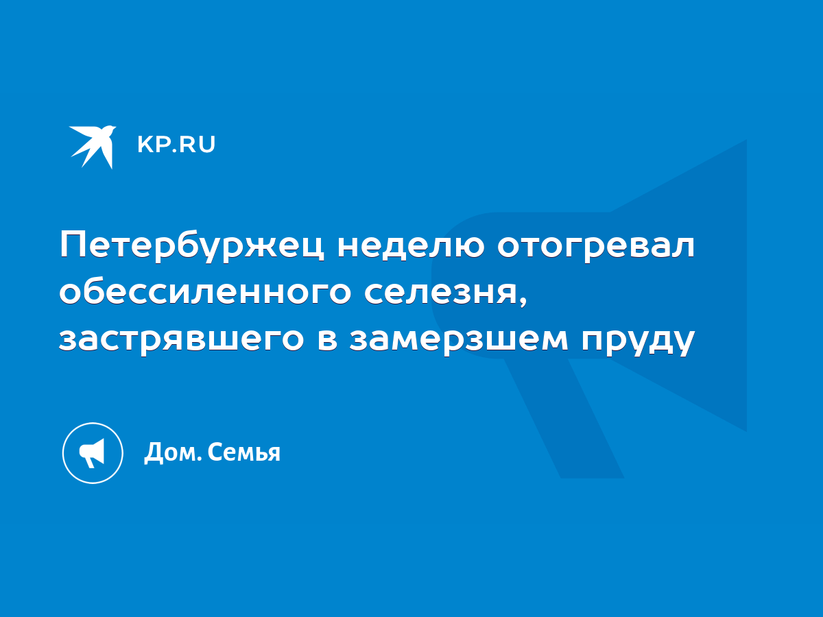 Петербуржец неделю отогревал обессиленного селезня, застрявшего в замерзшем  пруду - KP.RU