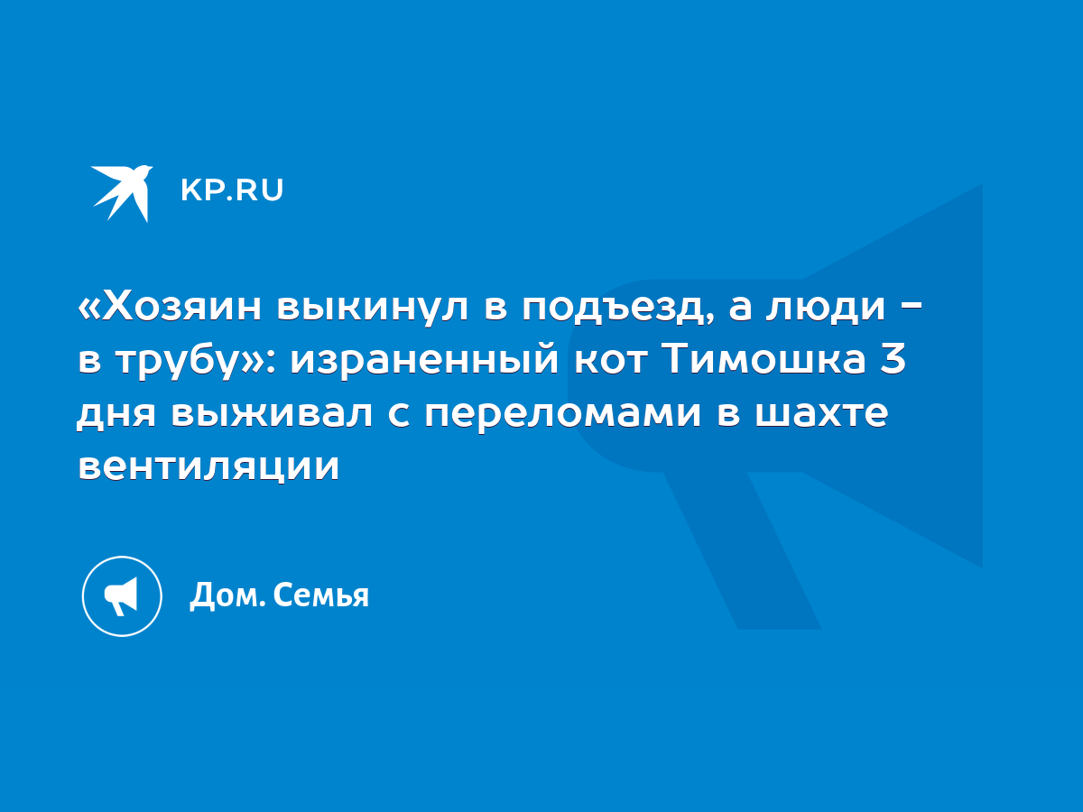 Хозяин выкинул в подъезд, а люди - в трубу»: израненный кот Тимошка 3 дня  выживал с переломами в шахте вентиляции - KP.RU