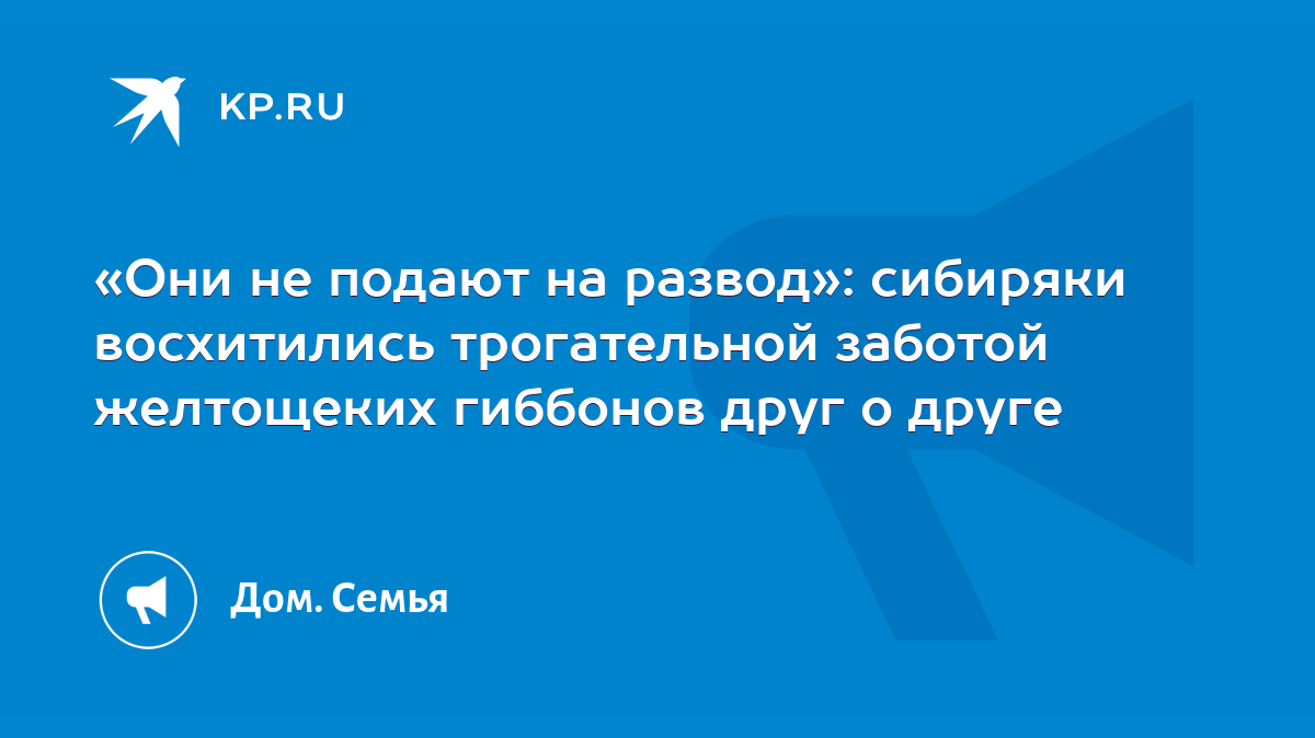 Они не подают на развод»: сибиряки восхитились трогательной заботой  желтощеких гиббонов друг о друге - KP.RU