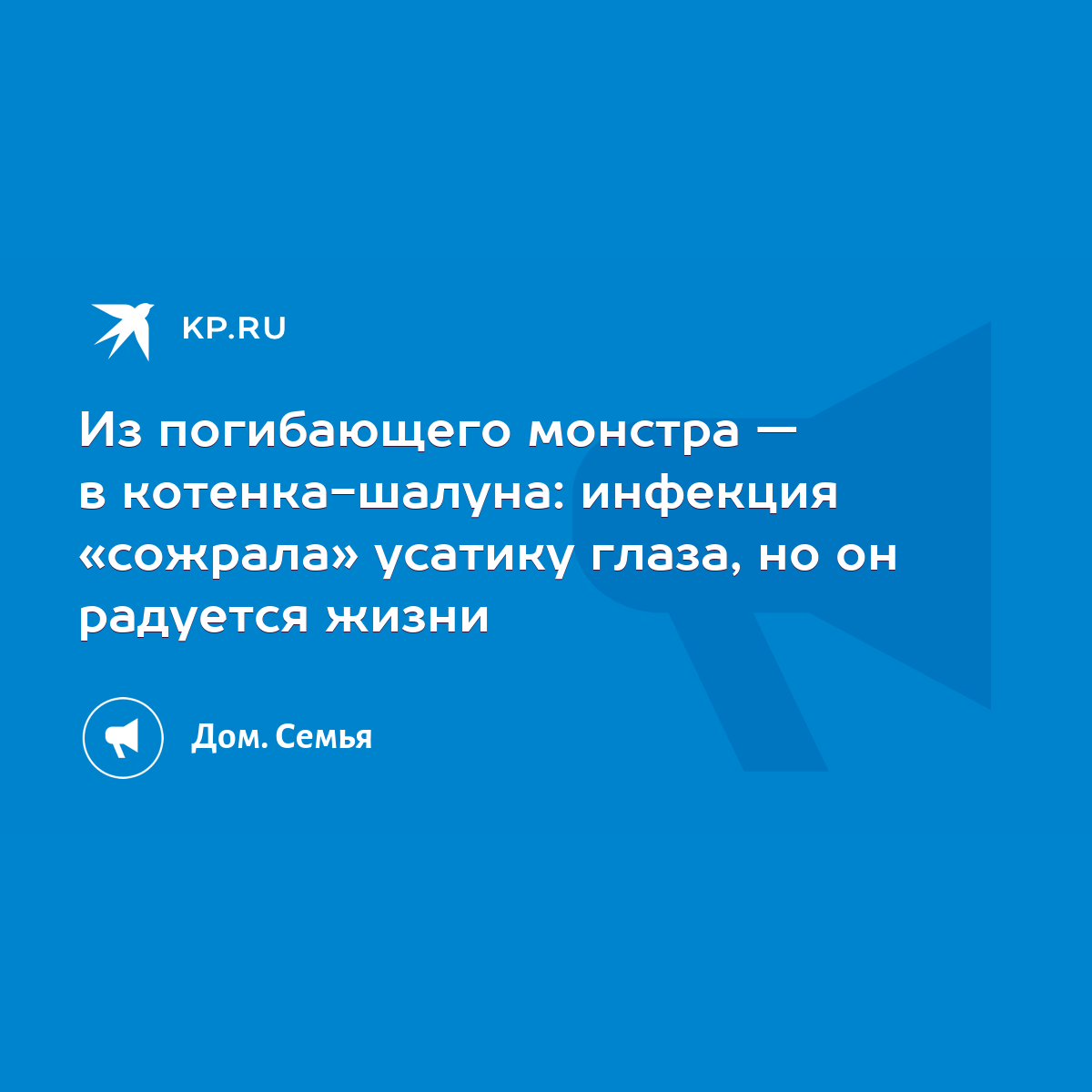 Из погибающего монстра — в котенка-шалуна: инфекция «сожрала» усатику  глаза, но он радуется жизни - KP.RU