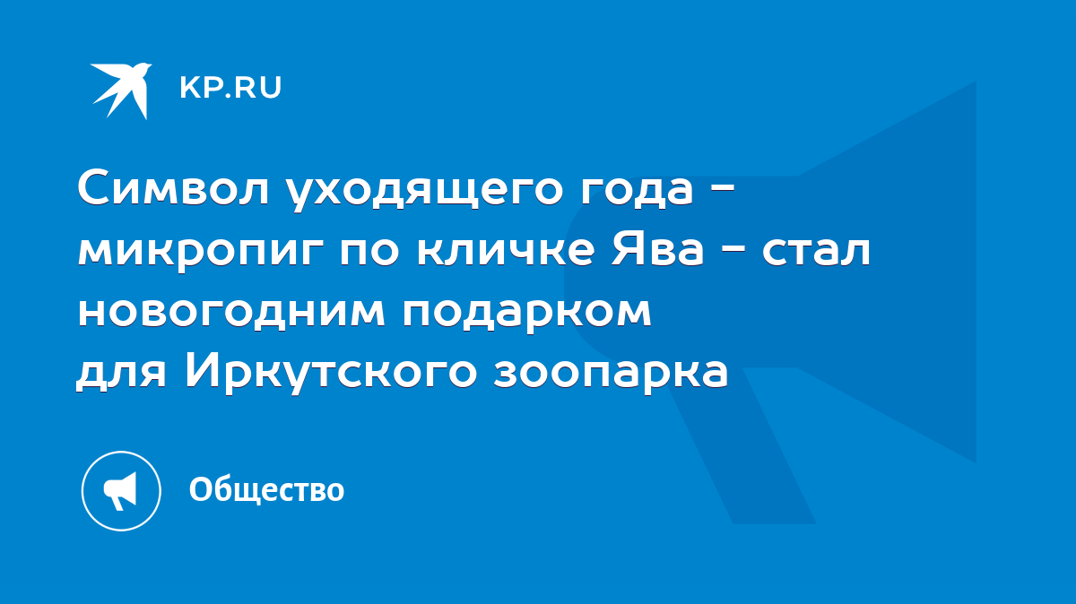 Символ уходящего года - микропиг по кличке Ява - стал новогодним подарком  для Иркутского зоопарка - KP.RU