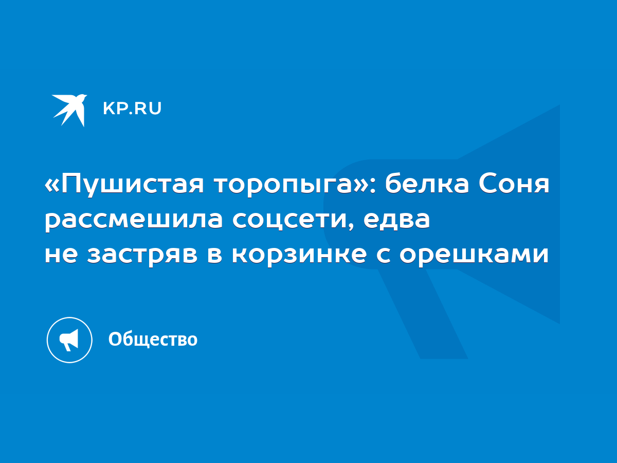 Пушистая торопыга»: белка Соня рассмешила соцсети, едва не застряв в  корзинке с орешками - KP.RU