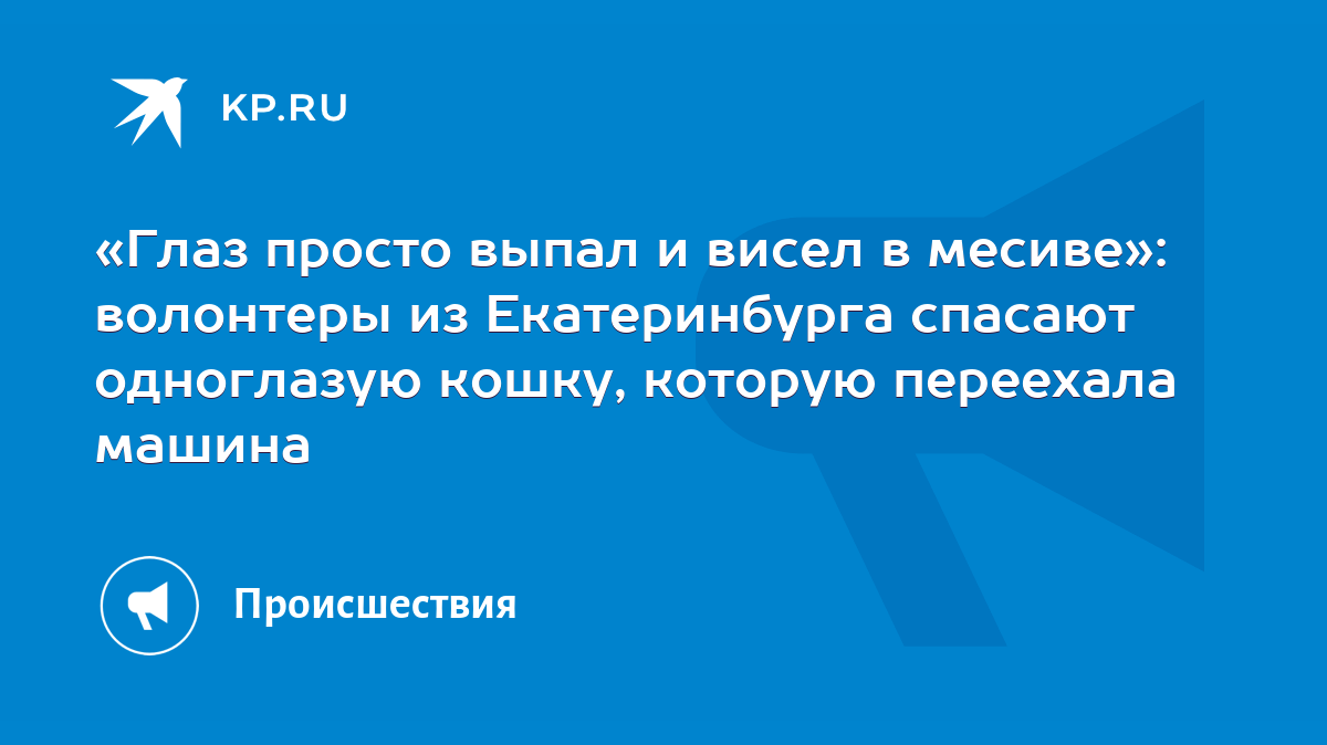 Глаз просто выпал и висел в месиве»: волонтеры из Екатеринбурга спасают  одноглазую кошку, которую переехала машина - KP.RU