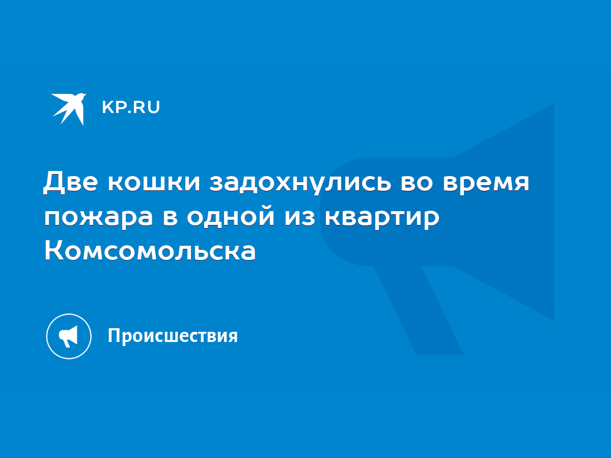 Две кошки задохнулись во время пожара в одной из квартир Комсомольска -  KP.RU