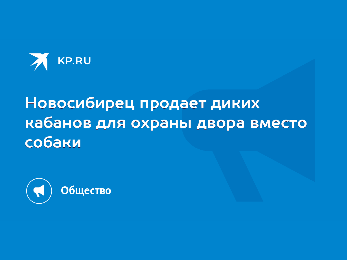 Новосибирец продает диких кабанов для охраны двора вместо собаки - KP.RU