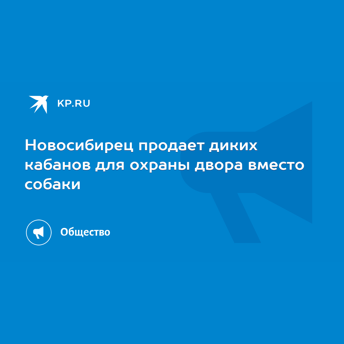 Новосибирец продает диких кабанов для охраны двора вместо собаки - KP.RU