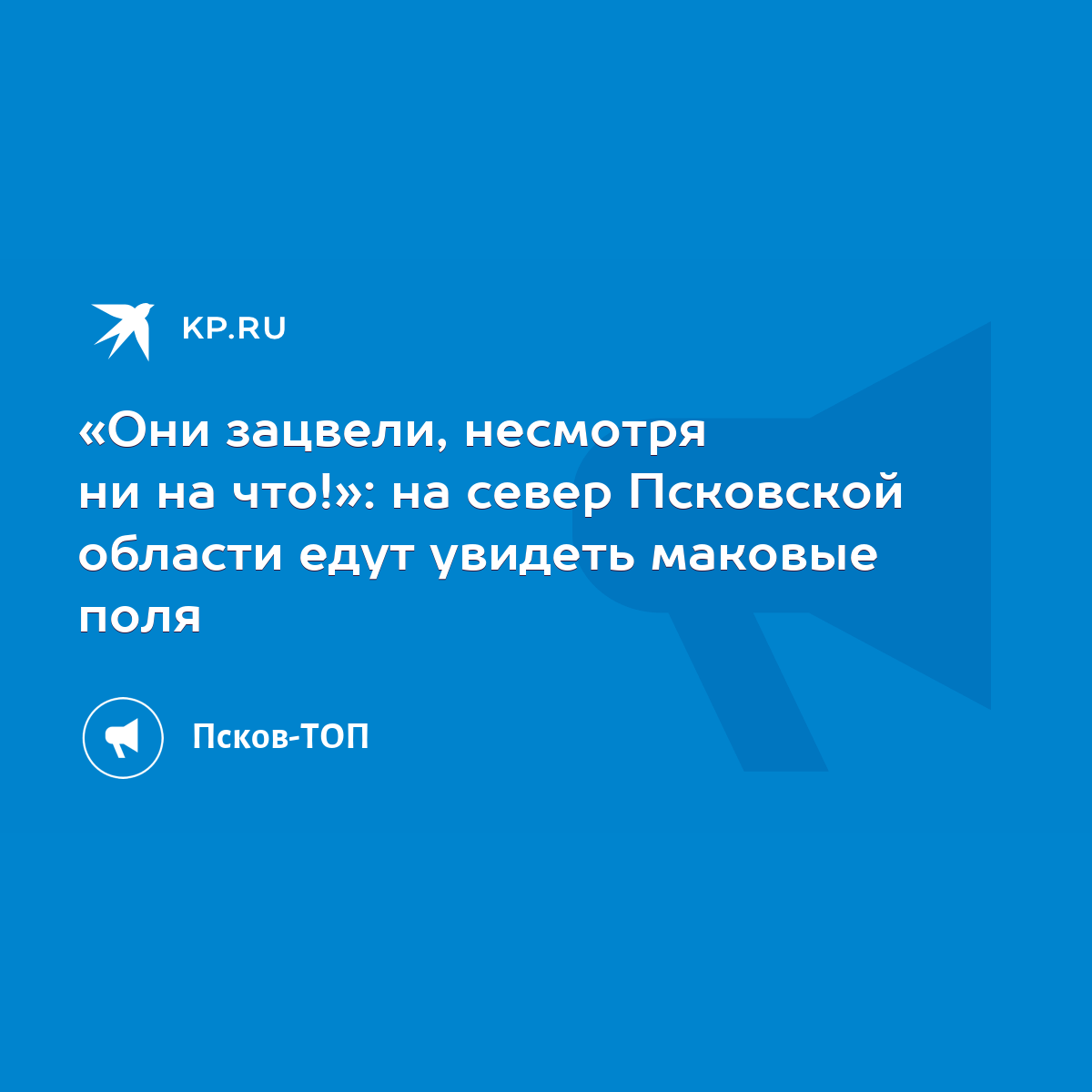 Они зацвели, несмотря ни на что!»: на север Псковской области едут увидеть  маковые поля - KP.RU