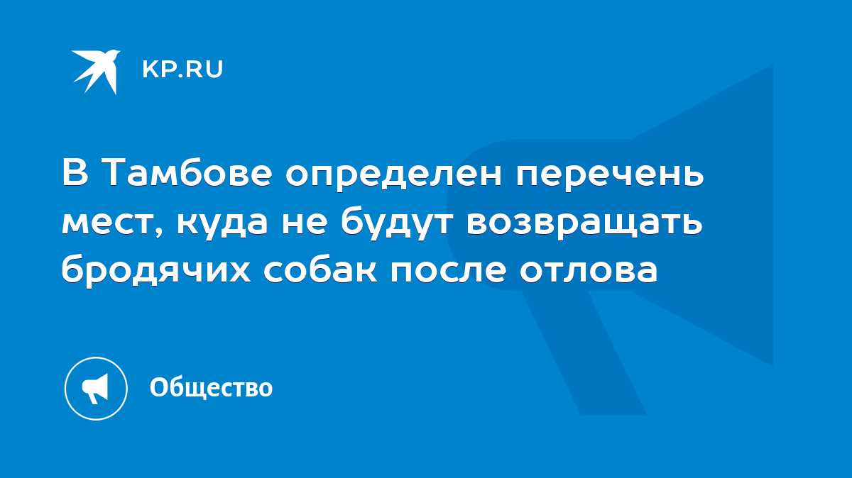 В Тамбове определен перечень мест, куда не будут возвращать бродячих собак  после отлова - KP.RU