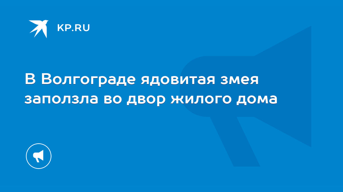 В Волгограде ядовитая змея заползла во двор жилого дома - KP.RU