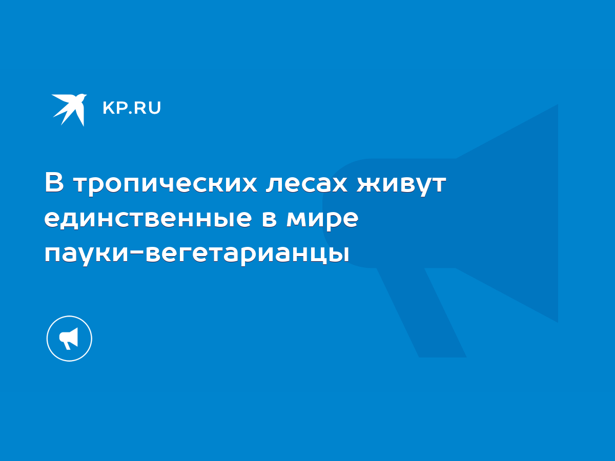 В тропических лесах живут единственные в мире пауки-вегетарианцы - KP.RU