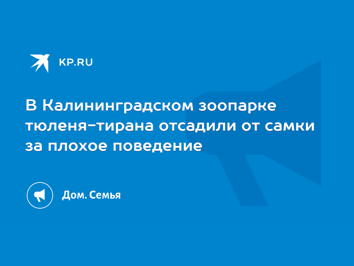 В Калининградском зоопарке тюленя-тирана отсадили от самки за плохое  поведение - KP.RU