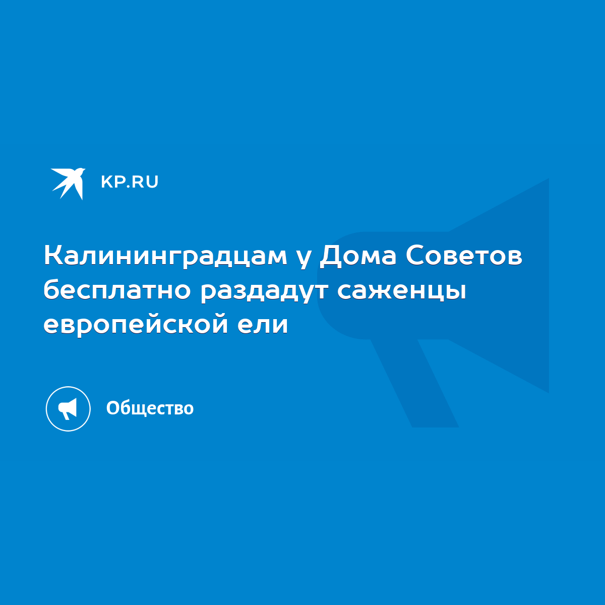 Калининградцам у Дома Советов бесплатно раздадут саженцы европейской ели -  KP.RU