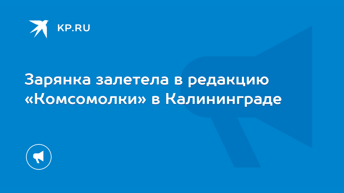 Зарянка залетела в редакцию «Комсомолки» в Калининграде - KP.RU