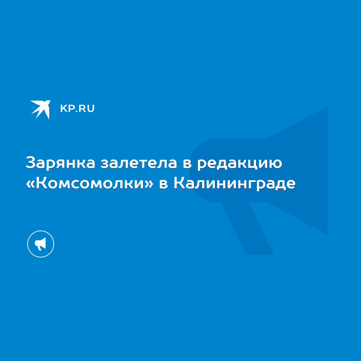 Зарянка залетела в редакцию «Комсомолки» в Калининграде - KP.RU